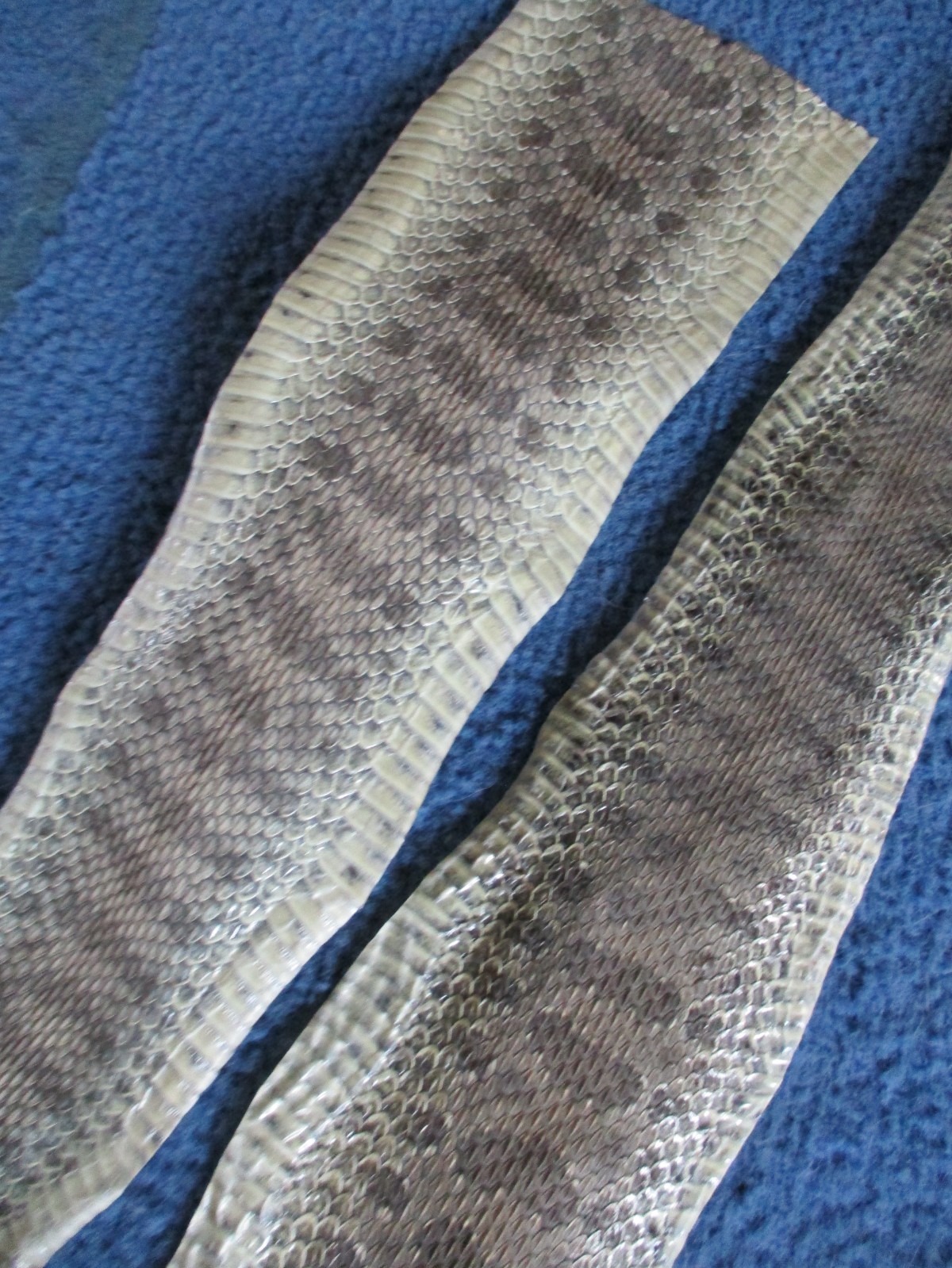 2 rattlesnake skin pieces Snake skin scraps pen blanks small wrap education W2