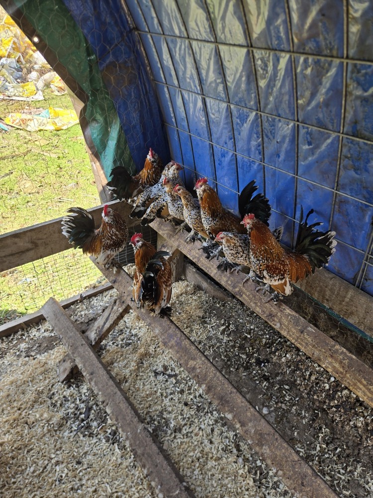 Millie Fleur D'Uccle Hatching 6 Eggs Plus 2 Extra