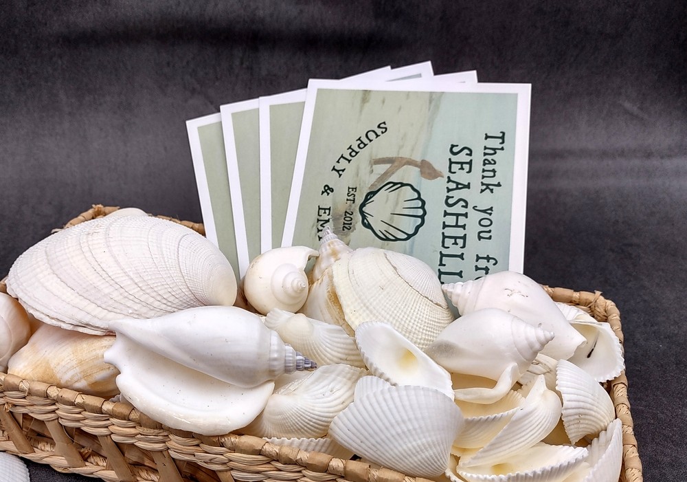 White & Cream Wedding Mix Medium (Approx. 1 kilogram 50+ shells 1-2+ inches)