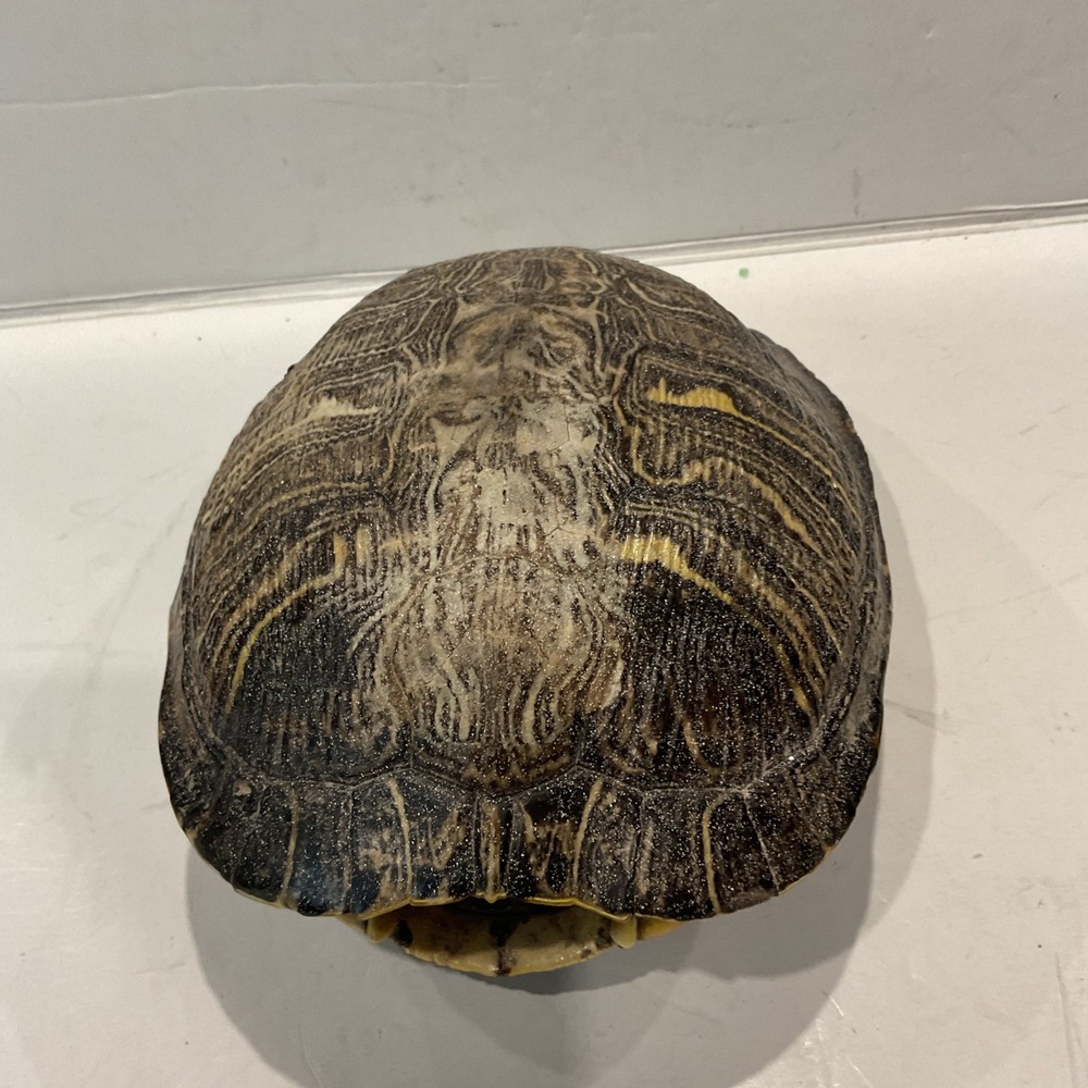 Turtle Shell 7" Decor Pond, Slider, Terrapin