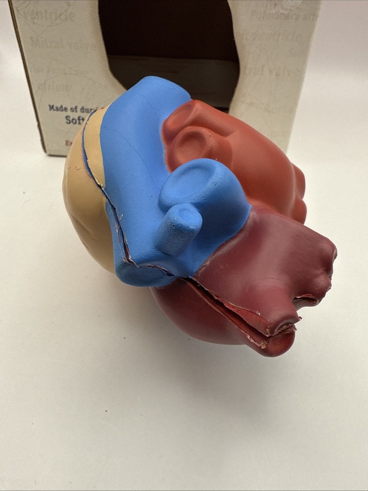 Learning Resources Cross Section HEART Model Soft Foam Grades 2+