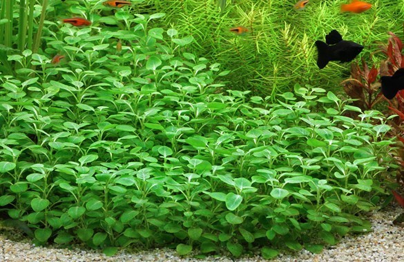 Lobelia Cardinalis 'Mini' - Submersed Grown