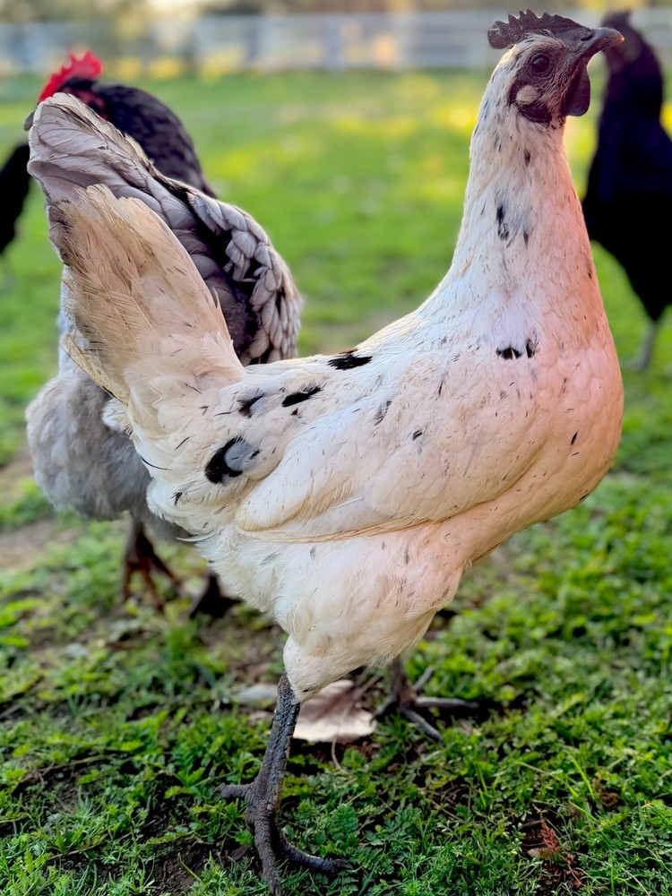 ZOMBIE Hatching Eggs (6) from TBHFarm