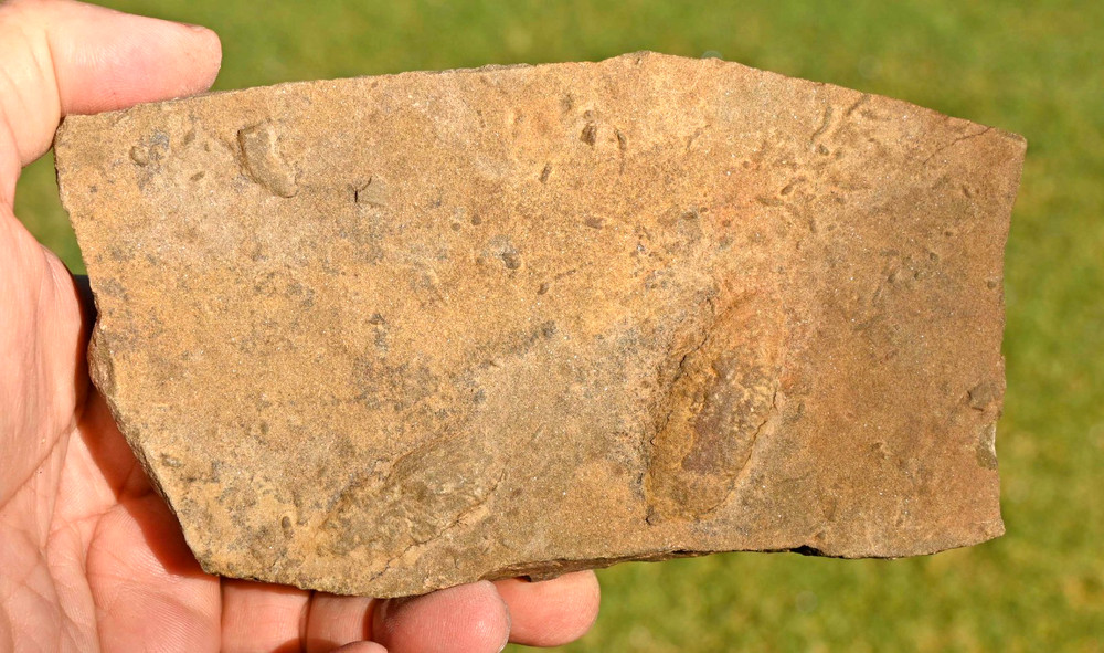 400 Million Year Old Rusophycus (Burrows), Morocco #2