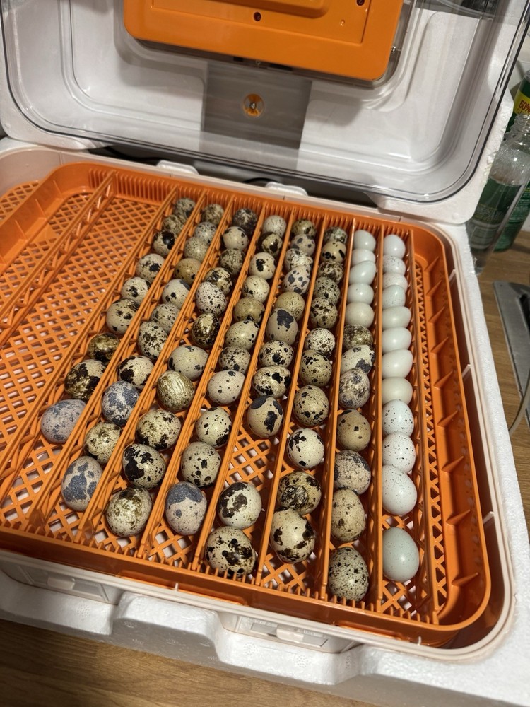 12+ Coturnix Quail Hatching Eggs 🐣 Assorted Colors and Sizes • High Hatch Rate