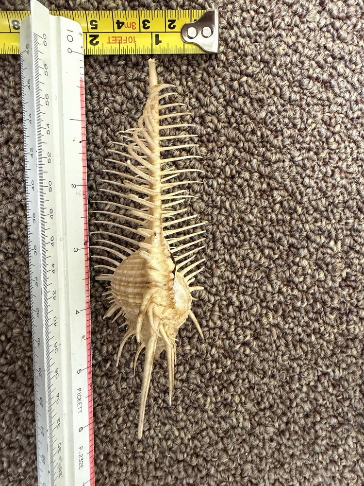 Venus Comb Murex Spiny Shell Long Spine Sea Shell Display Specimen