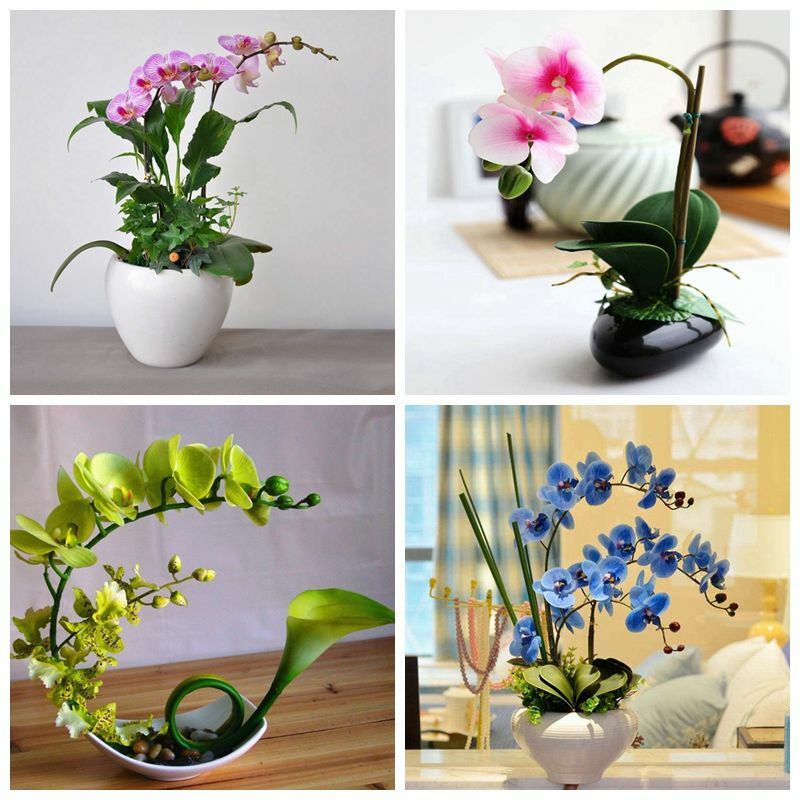 Phalaenopsis Moth Orchids Flower Seeds Multiple Color 100pcs/pack