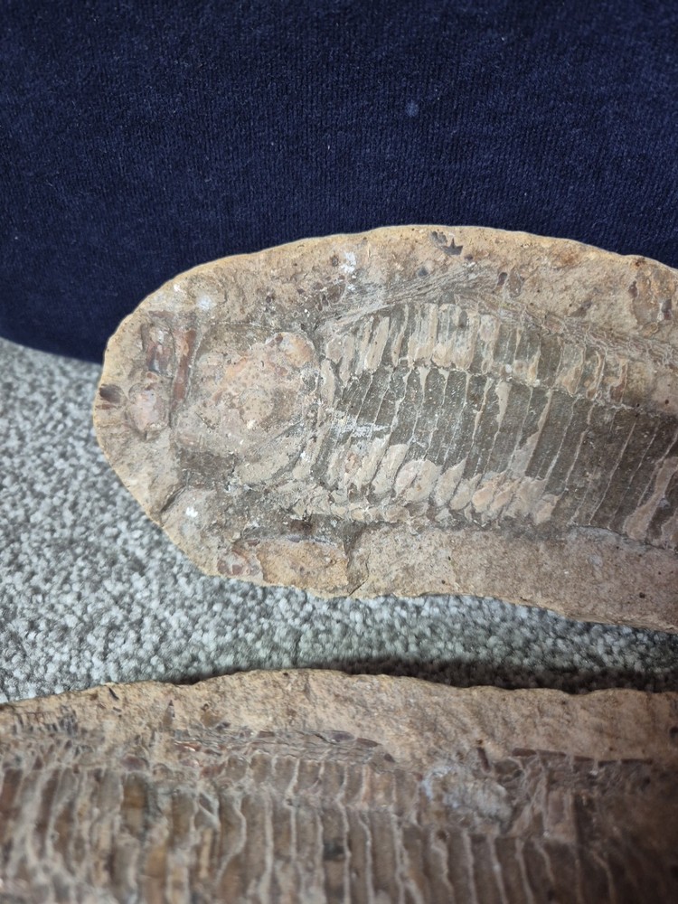 Vinctifer Comptoni Fossil Fish 2 halves