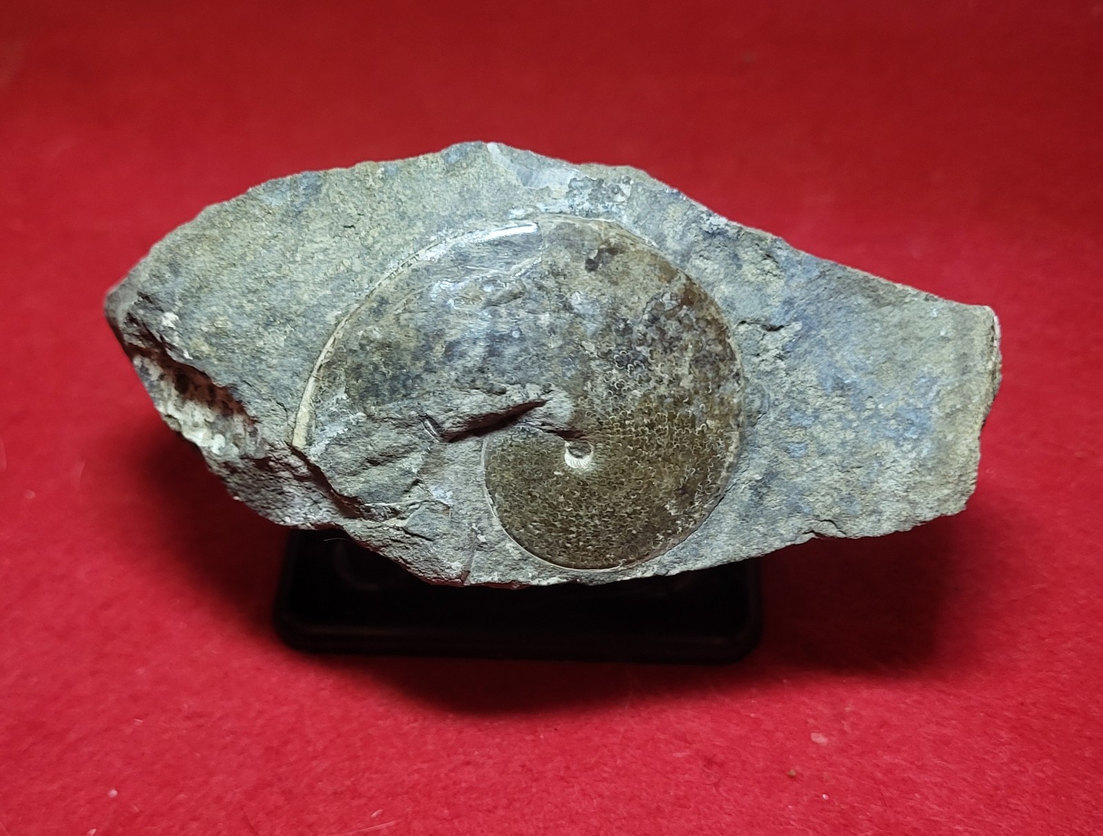 Sphenodiscus Lenticularis Ammonite Cretaceous Fox Hills Formation SD