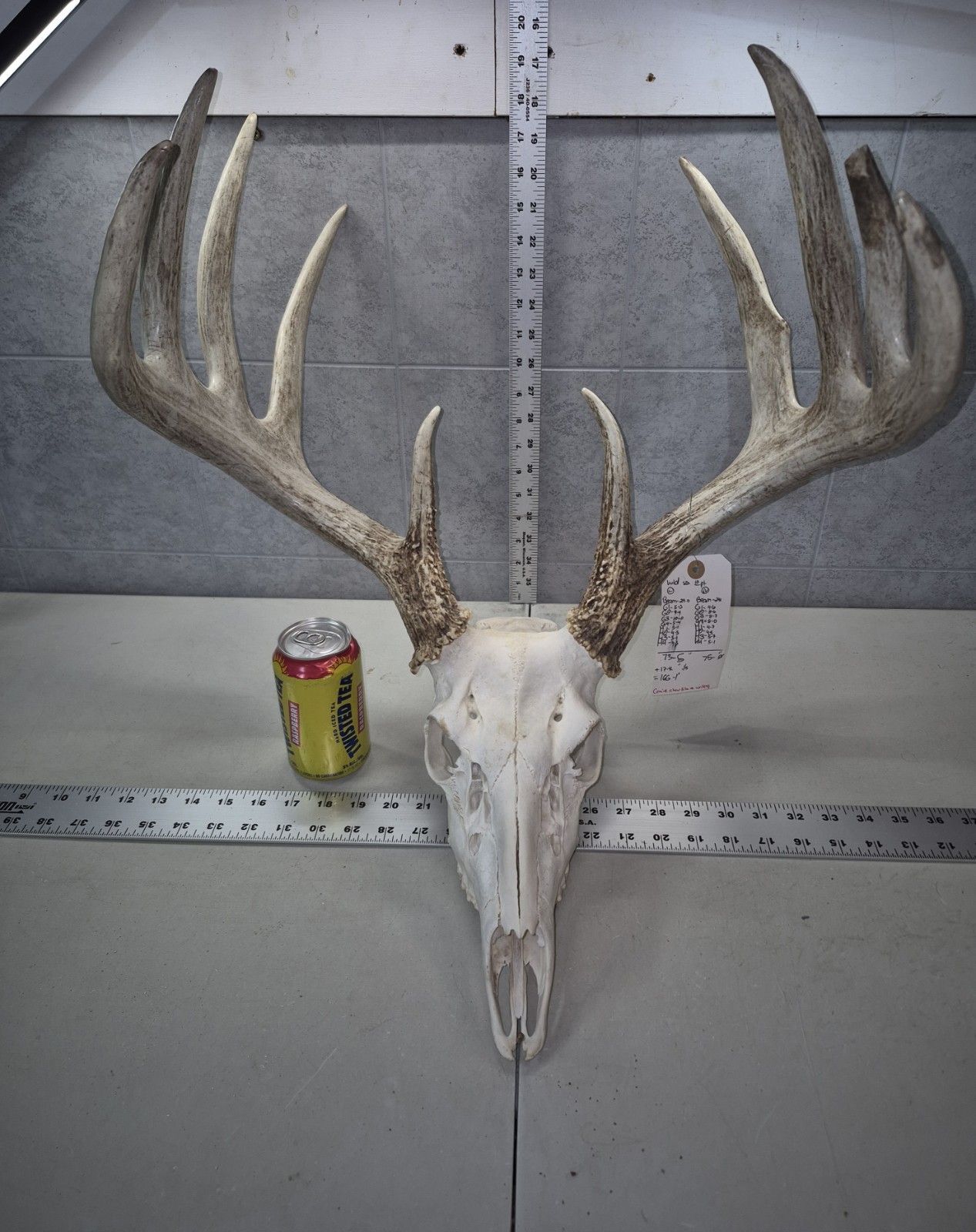 HUGE Wild 10pt 166" Whitetail Deer Skull European Decor Man Cave Taxidermy Buck