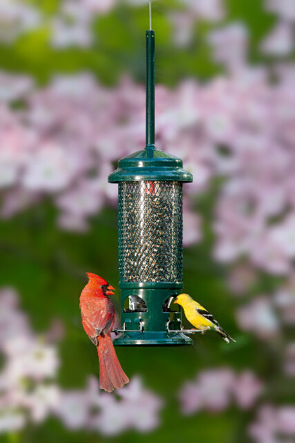 Brome Squirrel Buster Standard Bird Feeder 1057 Squirrel Proof