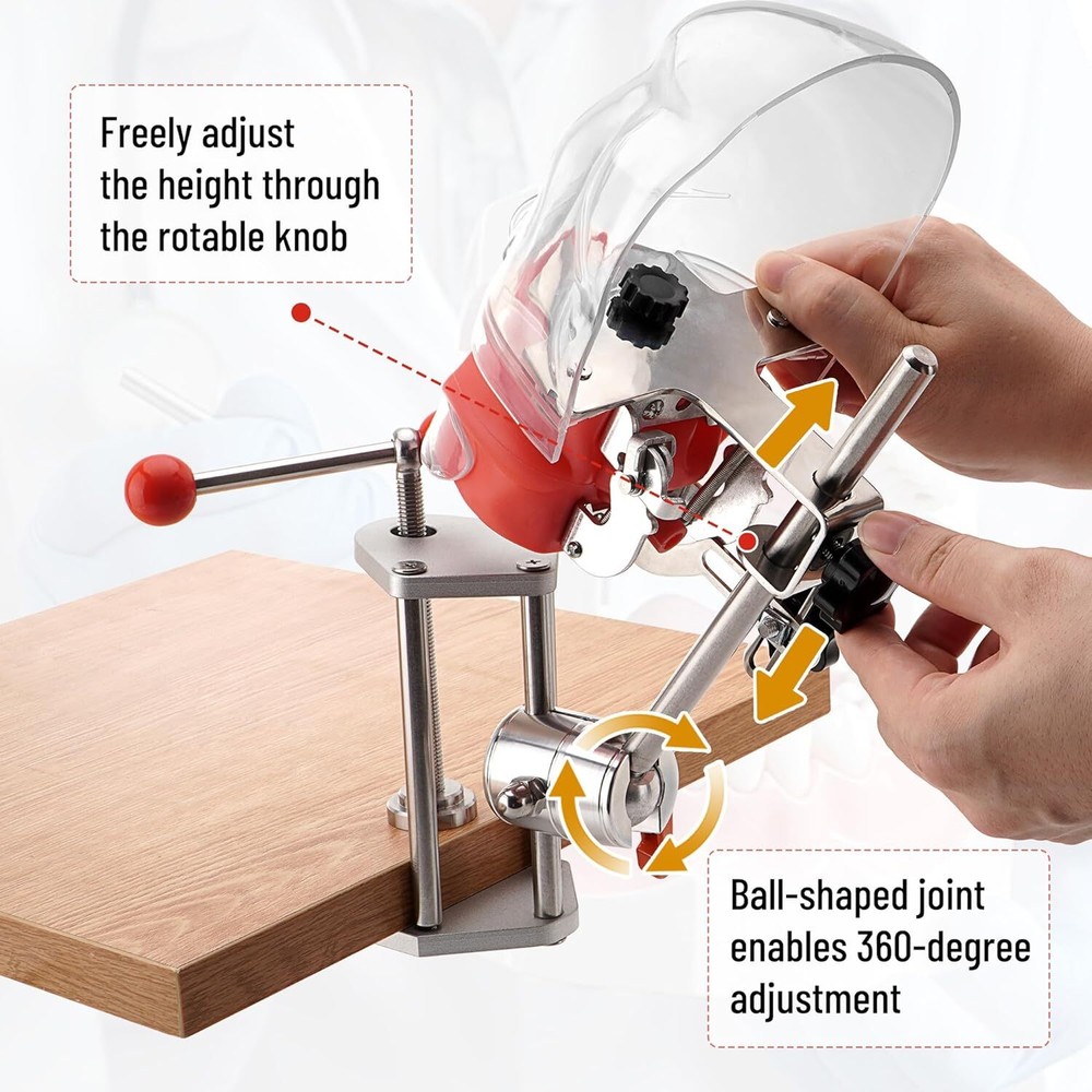 Dental Bench-Mounted Training Manikin Phantom Head Model Ideal for Demonstration