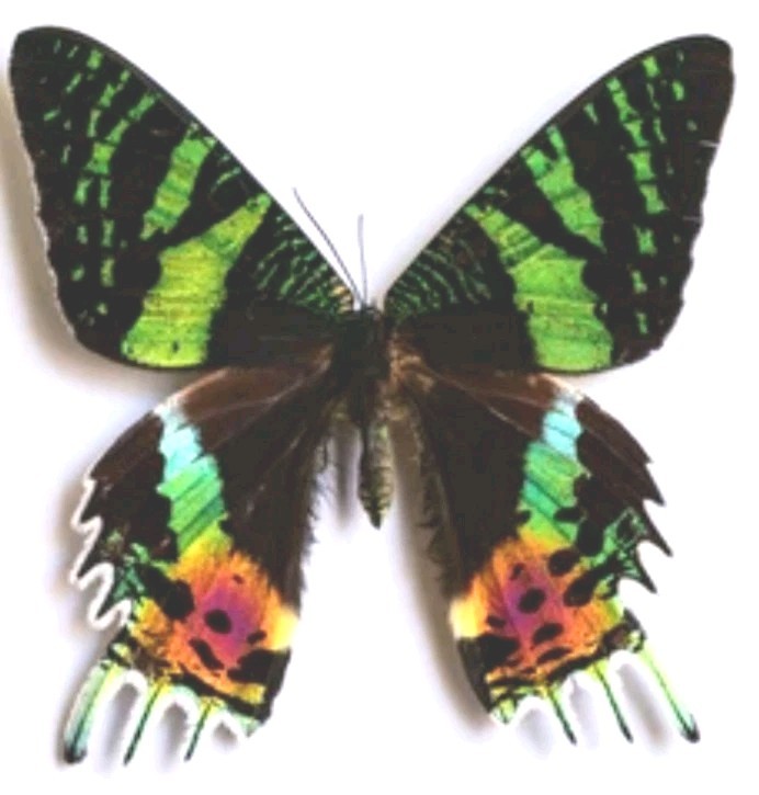 WINGS OPEN Madagascar Sunset Moth Urania ripheus
