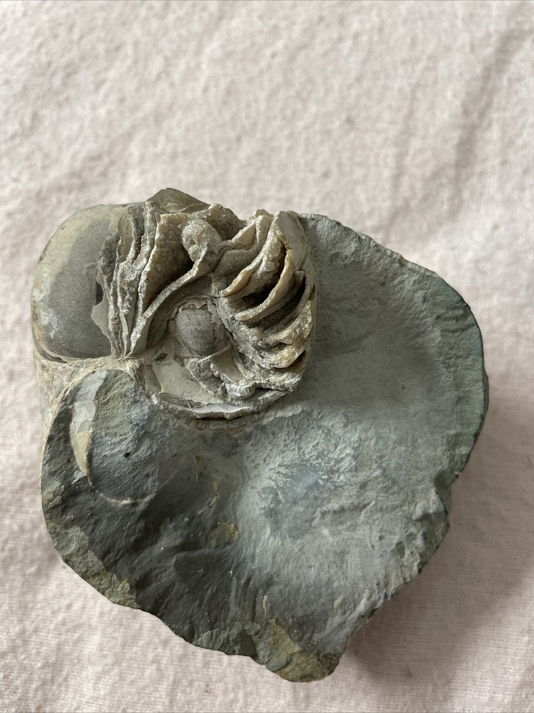 Real Fossil 485 Gr