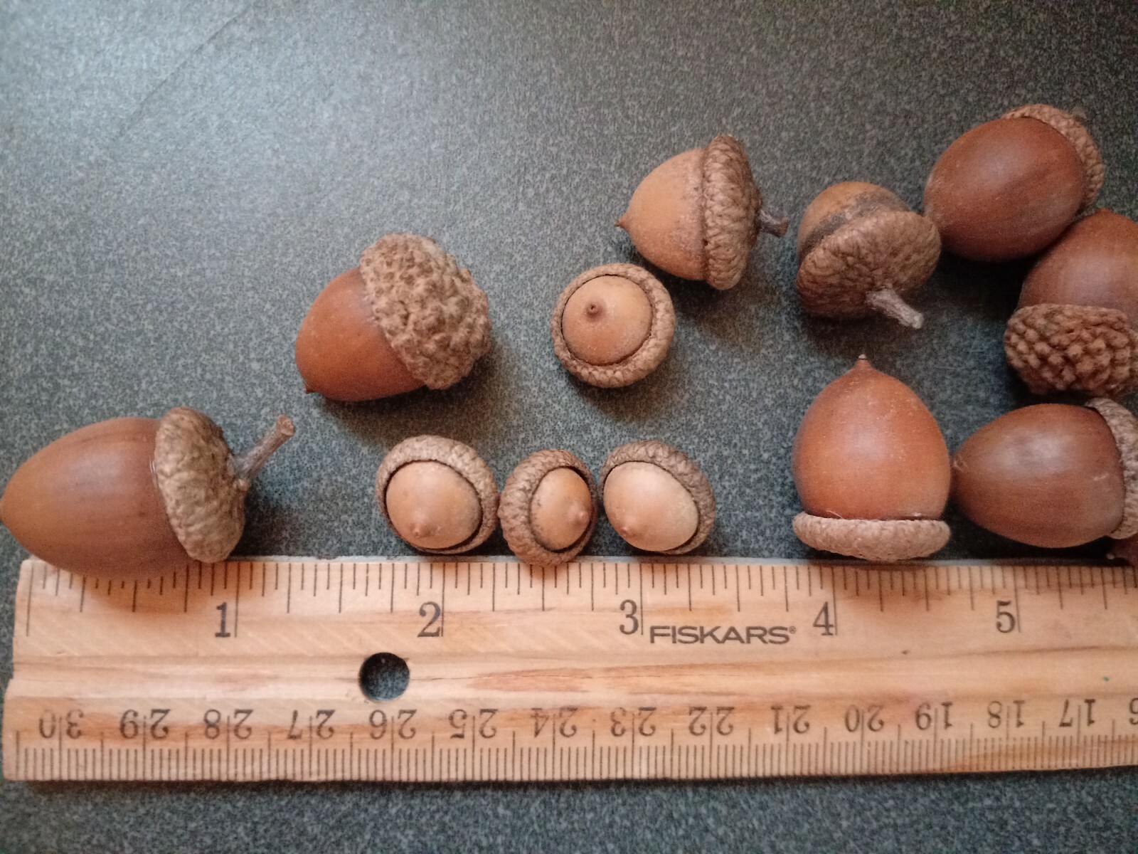 From the Ozarks, 40+ dried acorns WITH caps for crafts, Natural buffed finish