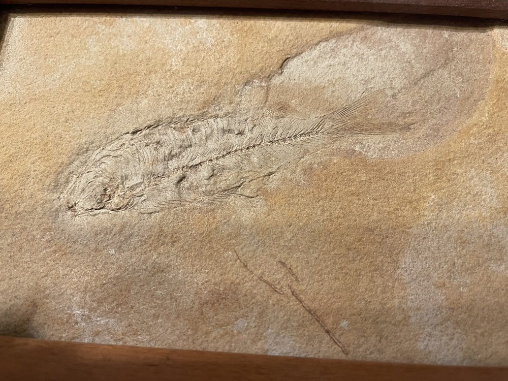 5x7 Framed Solid Fossil Fish Plate