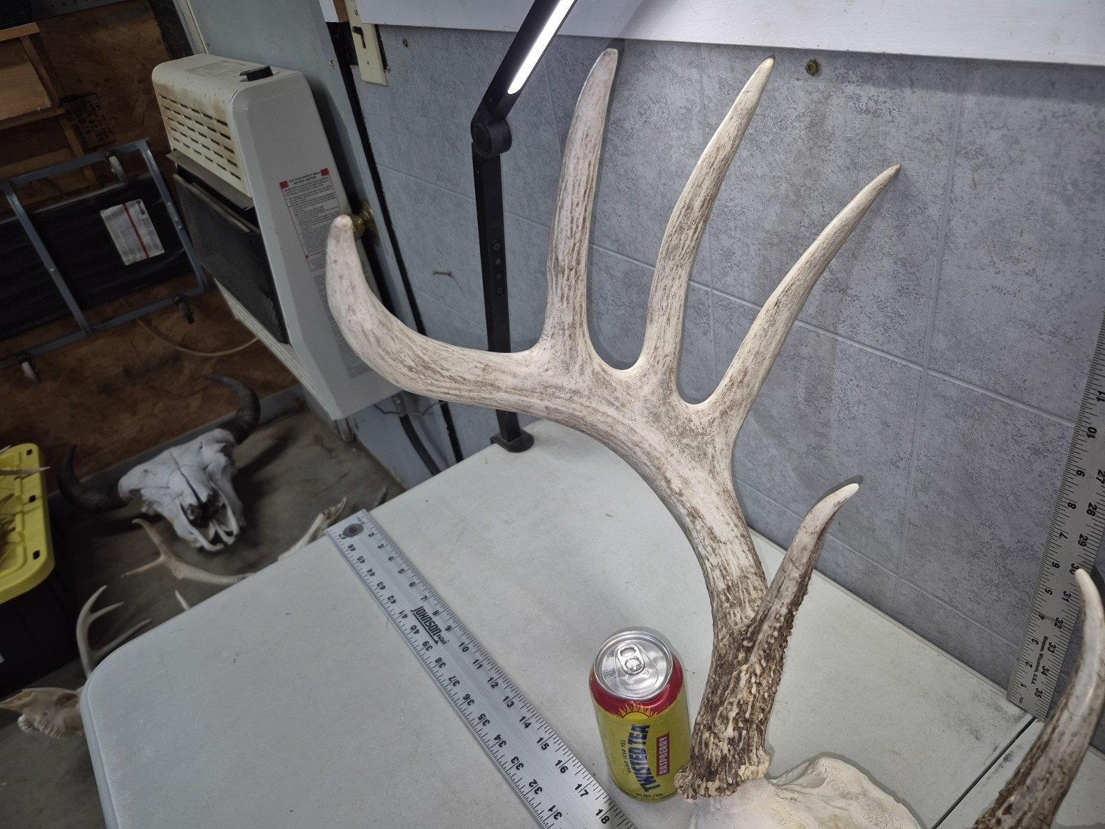 HUGE Wild 10pt 166" Whitetail Deer Skull European Decor Man Cave Taxidermy Buck