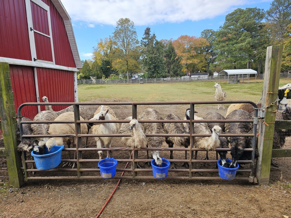 1 (one) Emu Hatching Egg White Blonde Normals READY TO SHIP