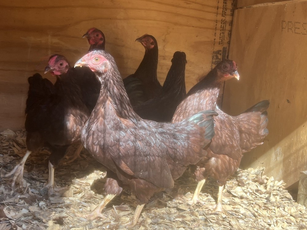 Assorted Bantam Hatching Eggs—Exhibition Line