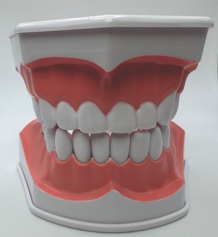 Colgate Teeth Model Display With Removable Teeth Training Aid