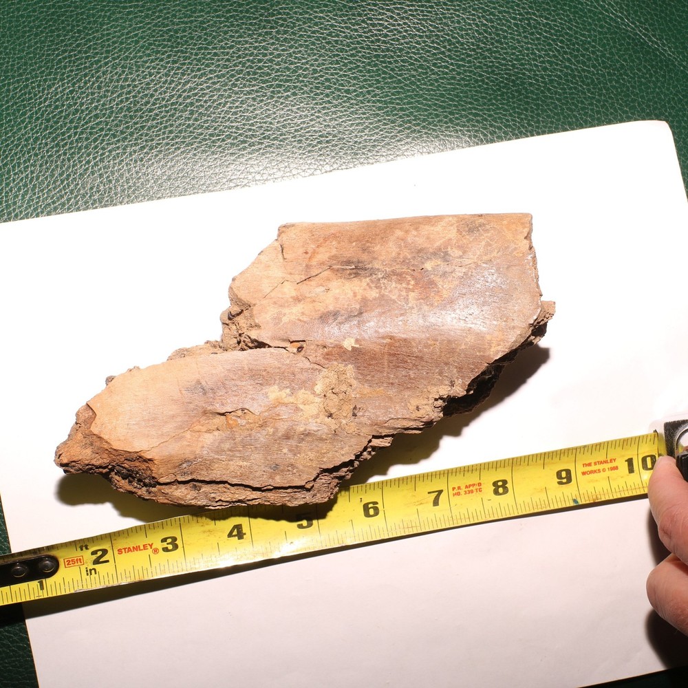 Large Dinosaur Bone Section - Authentic Fossil - Hell Creek Formation Cretaceous