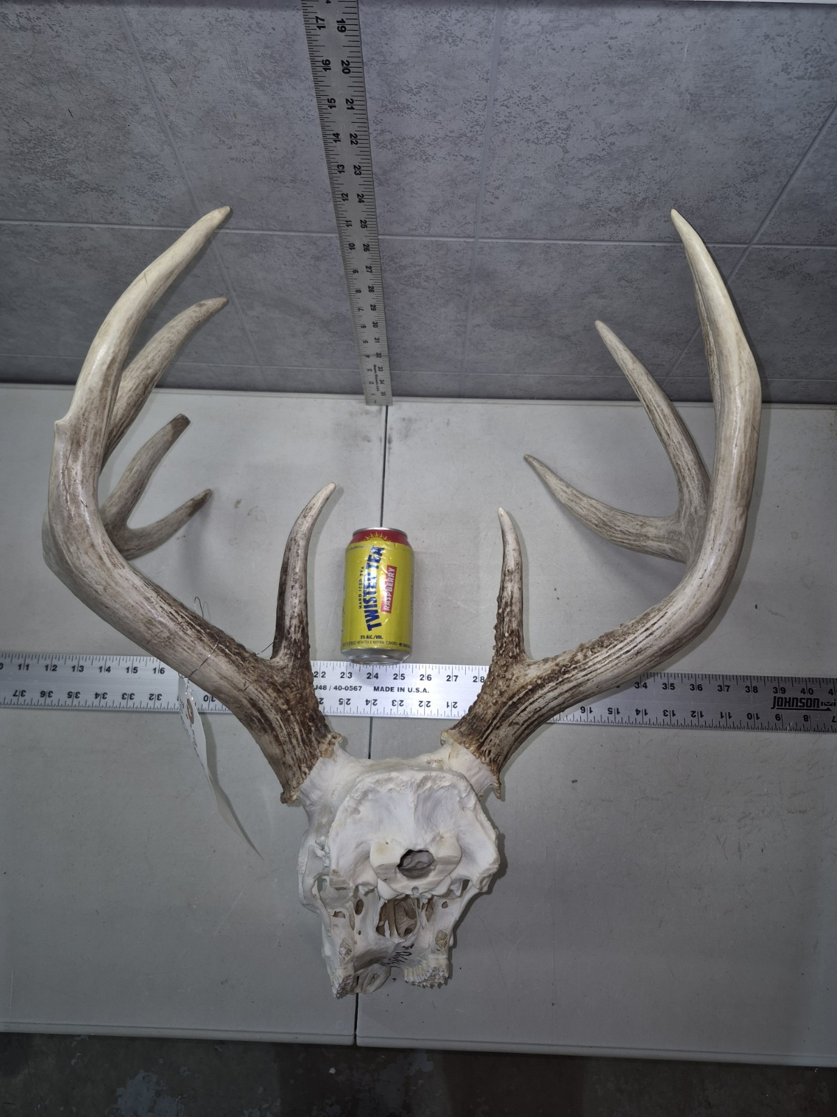 HUGE Wild 10pt 166" Whitetail Deer Skull European Decor Man Cave Taxidermy Buck