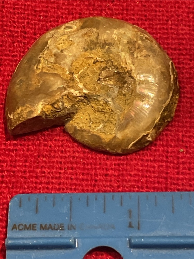 prehistoric Sea animals, Fossilized