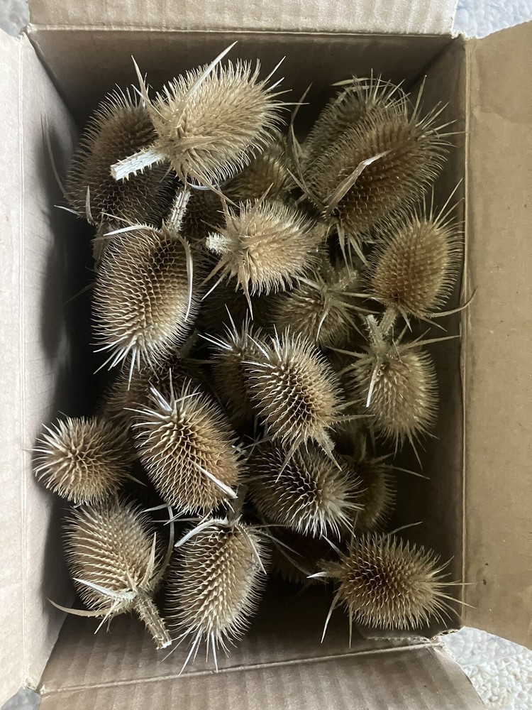 Teasel Heads Box Of 30
