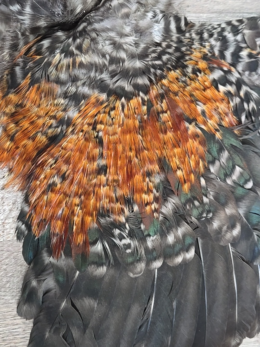 16" Cree Grizzly Chicken Rooster Wings Craft Bird Fly Tying Feathers Taxidermy