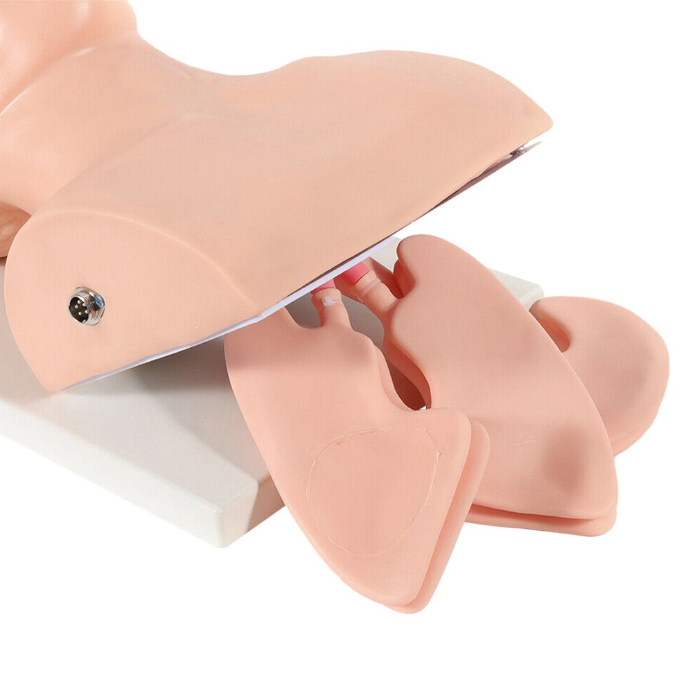 Intubation Model Lab Intubation Airway Management Training Model Teaching Model