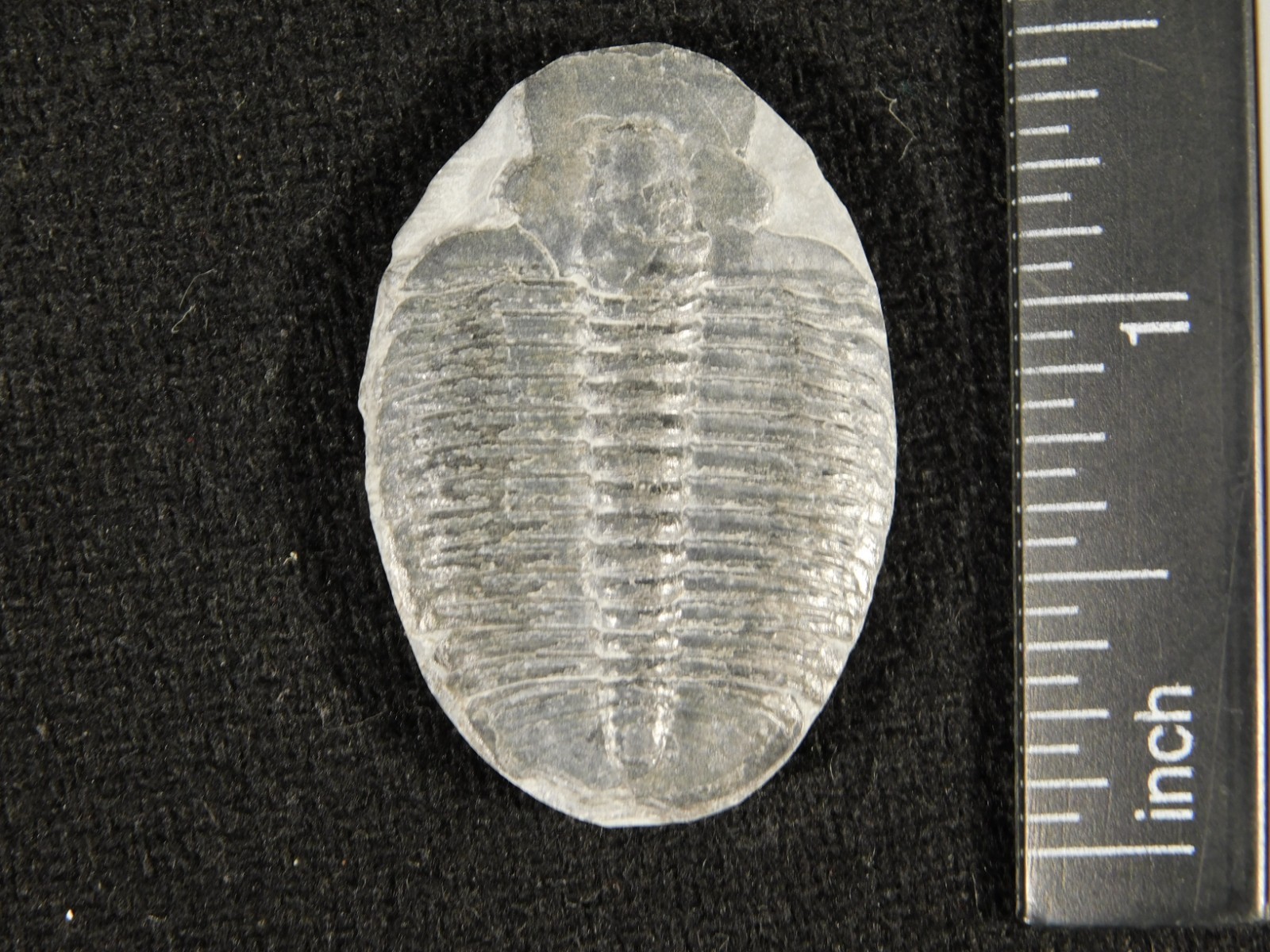 Elrathia TRILOBITE Fossil 100% Natural From Cambrian Utah 7.73