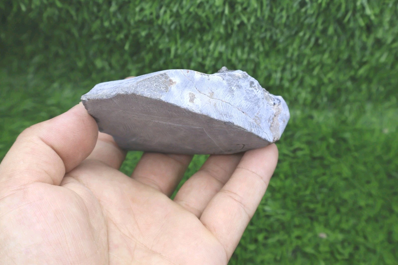 Rare Trilobite Scabriscutellum Trilobite Fossil Devonian Trilobite From Morocco