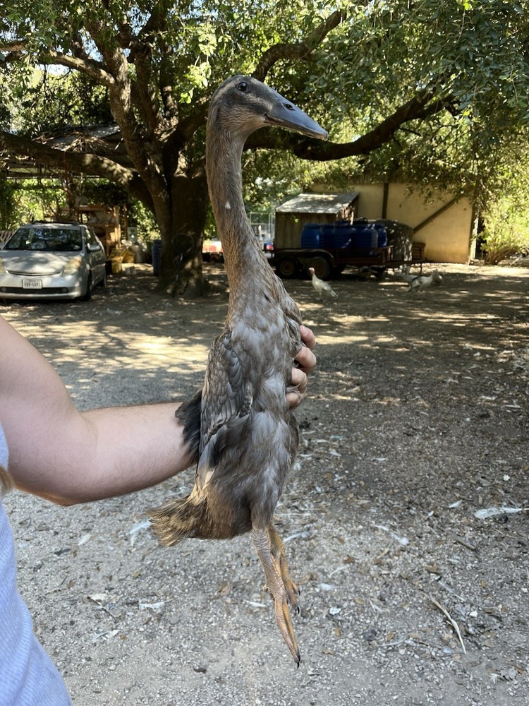 12 Indian Runner Duck Hatching Eggs (1 Doz)