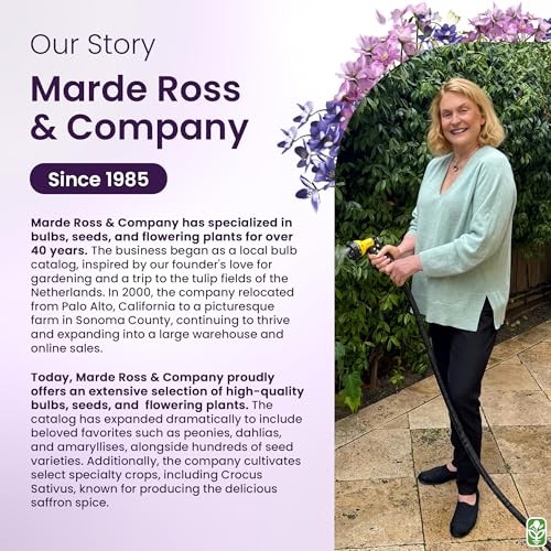 Double Pink Amaryllis Bulb – Large Bulb for Planting, 4-8 Blooms, 16–24" Tall