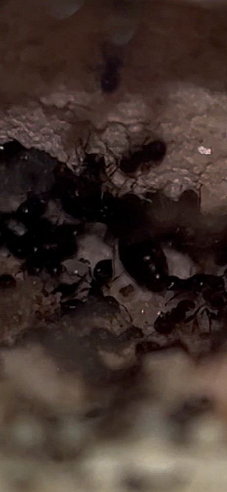 Formicarium