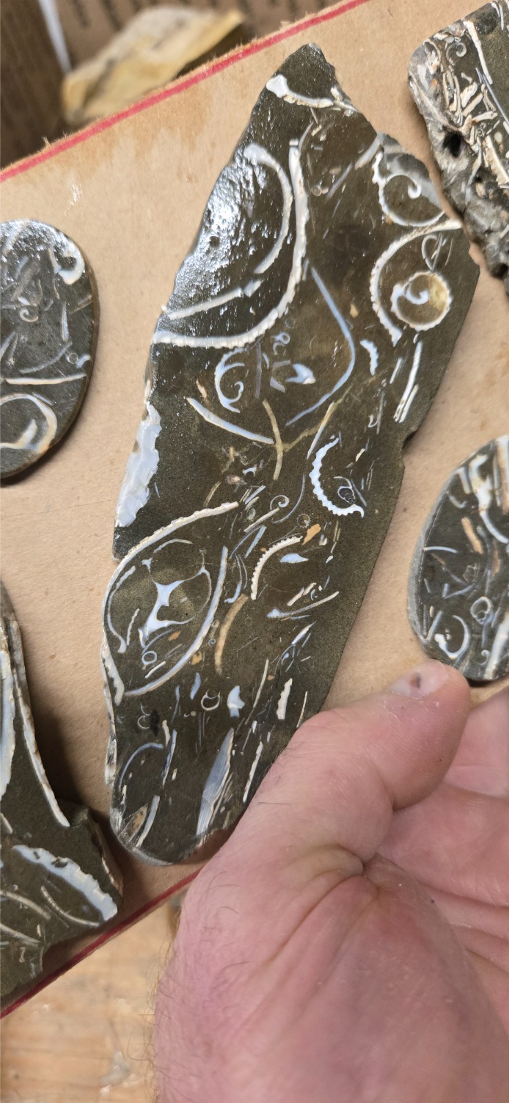 Purisma Formation Fossil Limestone, Cabochon Slabs Preforms 13 Pcs, Flat 135