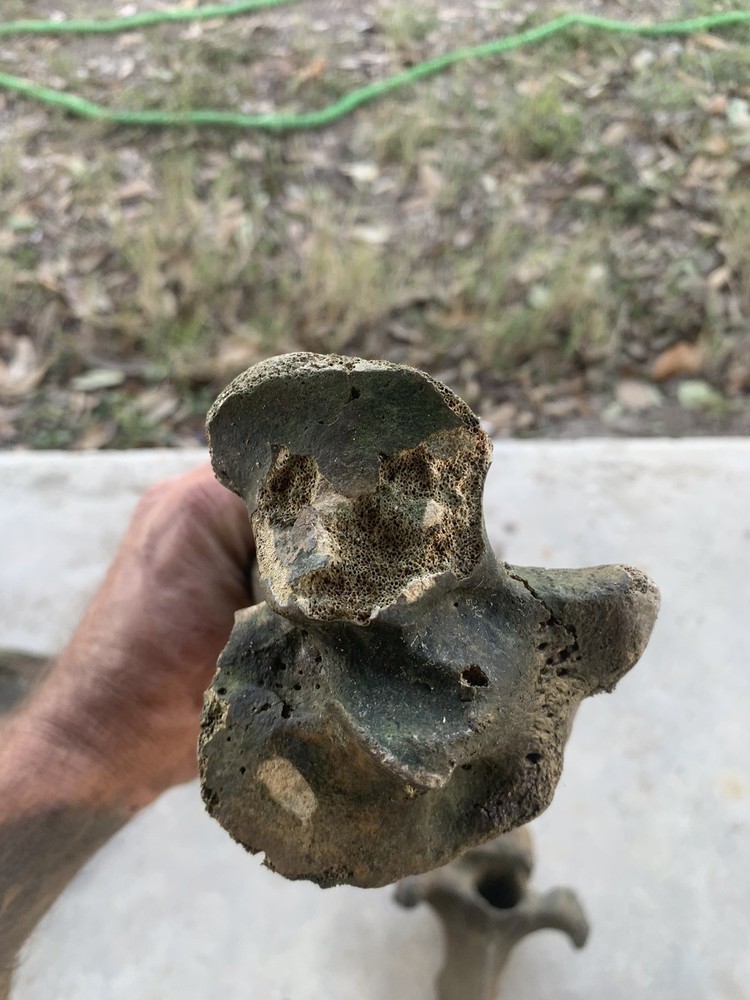 Fossilized Bison Bones