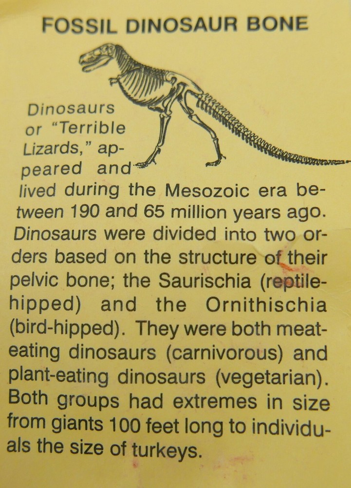 Fossil Dinosaur Bone with Description Mesozoic Era New