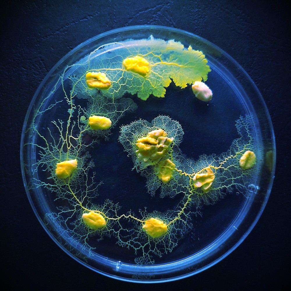 Pet Blob Home School Science Kit Complete with Tools & Instructions