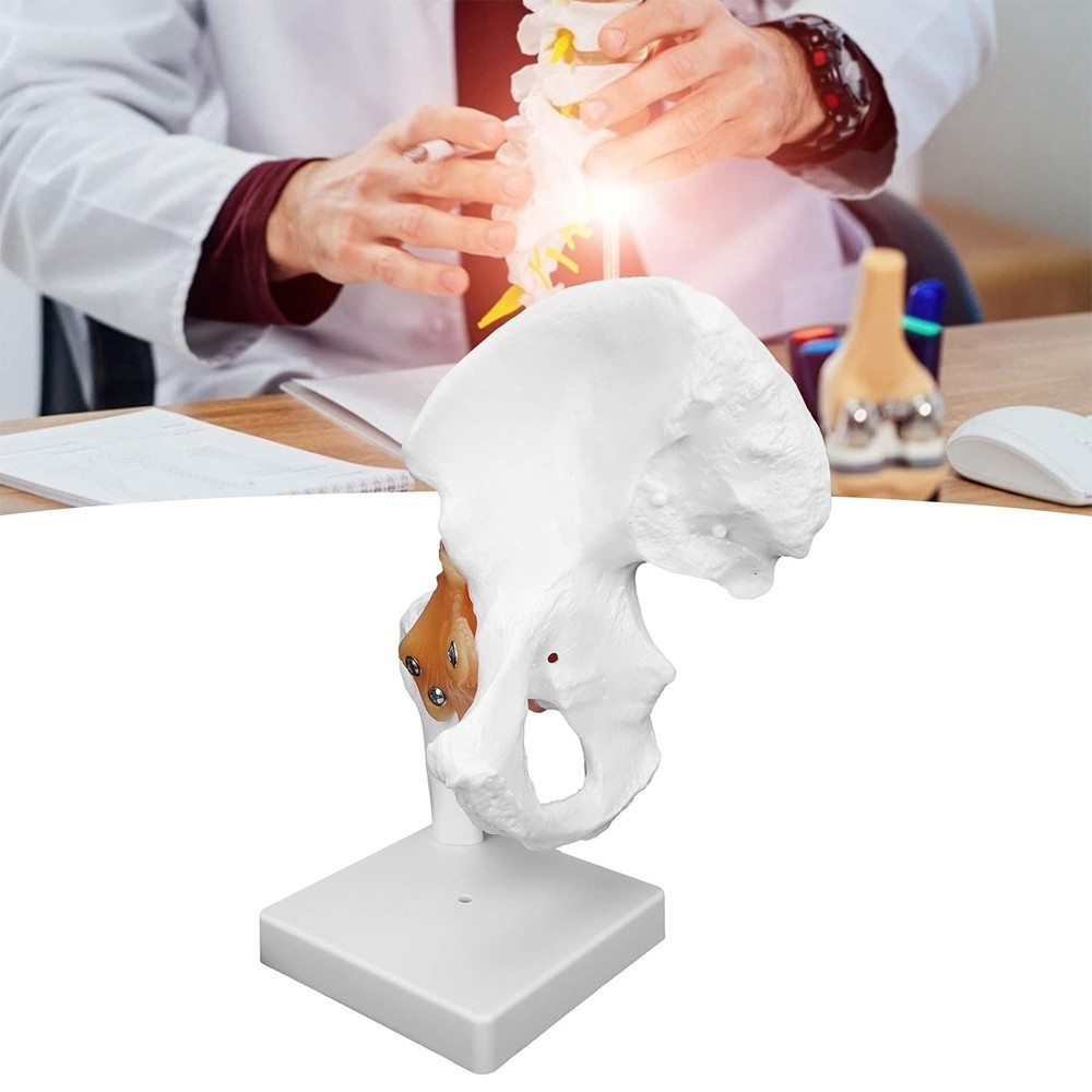 Hip Joint Model With Ligament Human Skeleton Bone Model Teaching Model Training