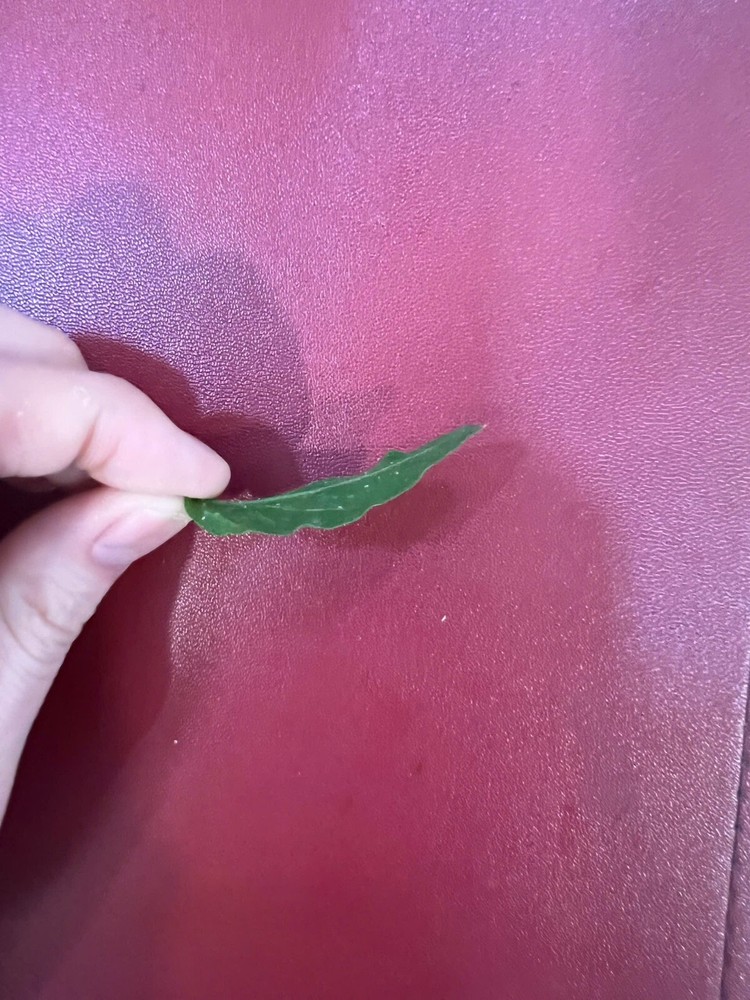 1 dried jasmine leaf on red font yellow ha