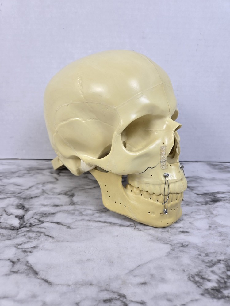 Synbone (8240) Beige Plastic Educational Skull Orthopedic Display