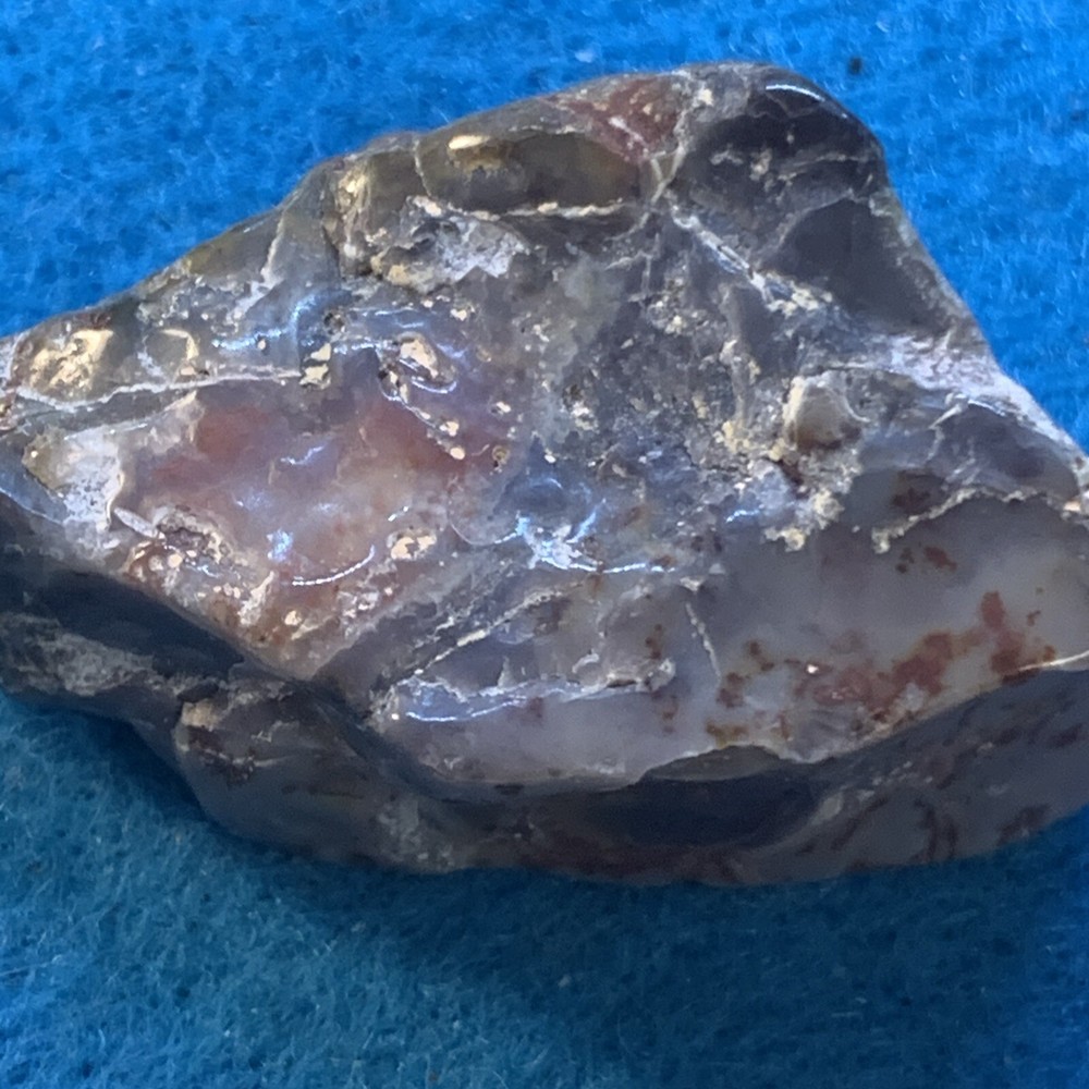 Dinosaur Coprolite (poop) Polished in Display Case