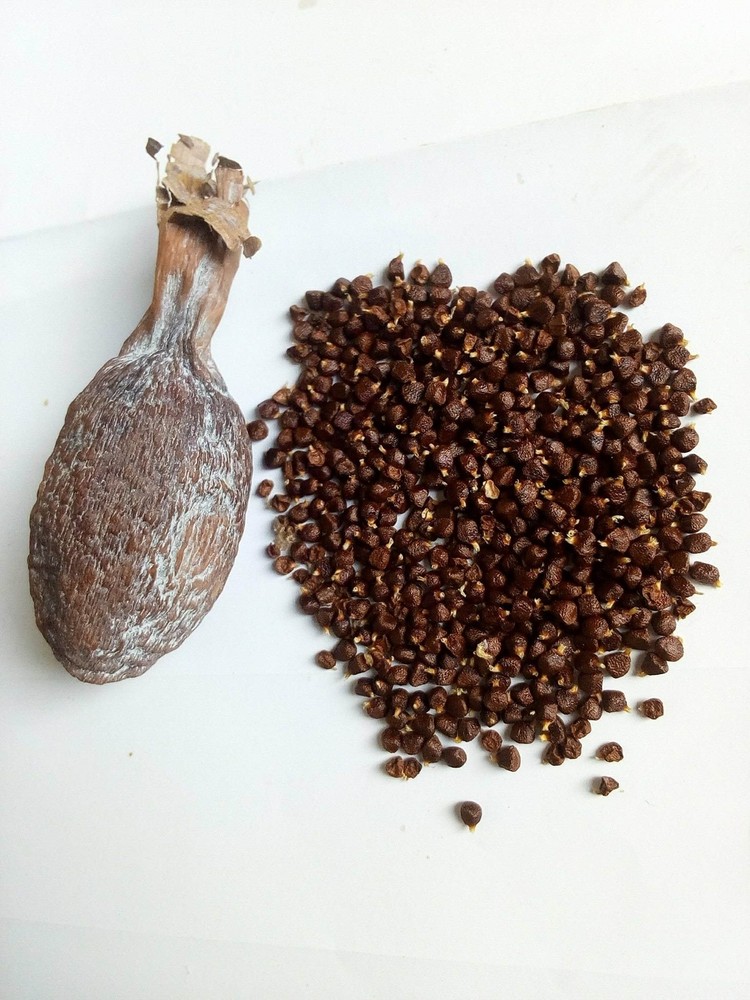 Ghana Alligator Pepper mbongo spice hepper Pepper (10)