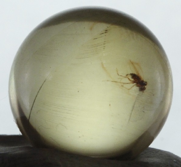 ++ FLY in Mexican Amber Sphere 12mmd ++