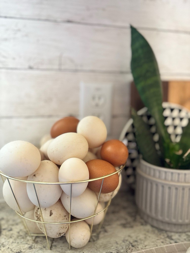 Barnyard Mix Hatching Eggs 12ct Variety Pack READ DESCRIPTION