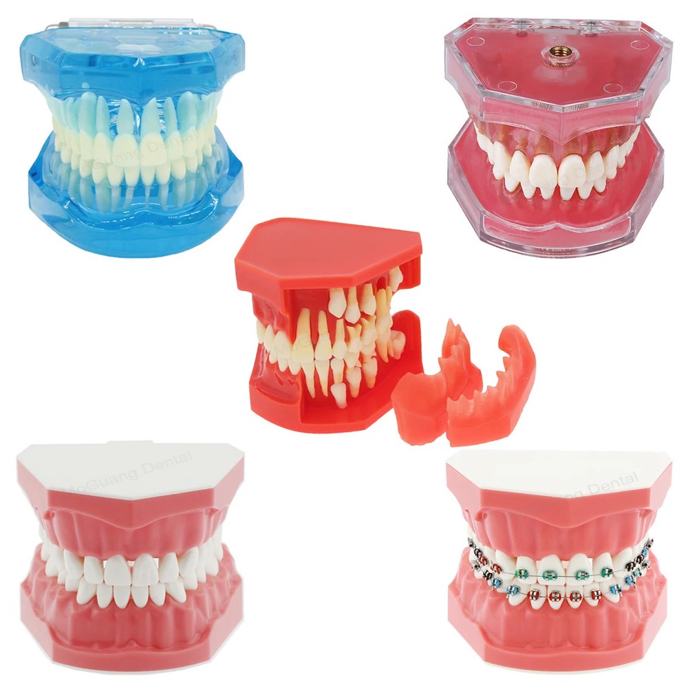 Dental Model for Training Practice Studying Typodont Teeth Model Dental Standard