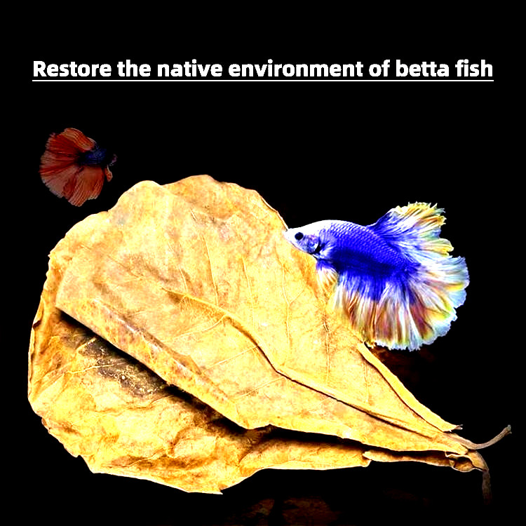 100 PCS LARGE INDIAN ALMOND LEAVES PREMIUM!! FREE SHIPPING USA!! 5-7 INCHES!!