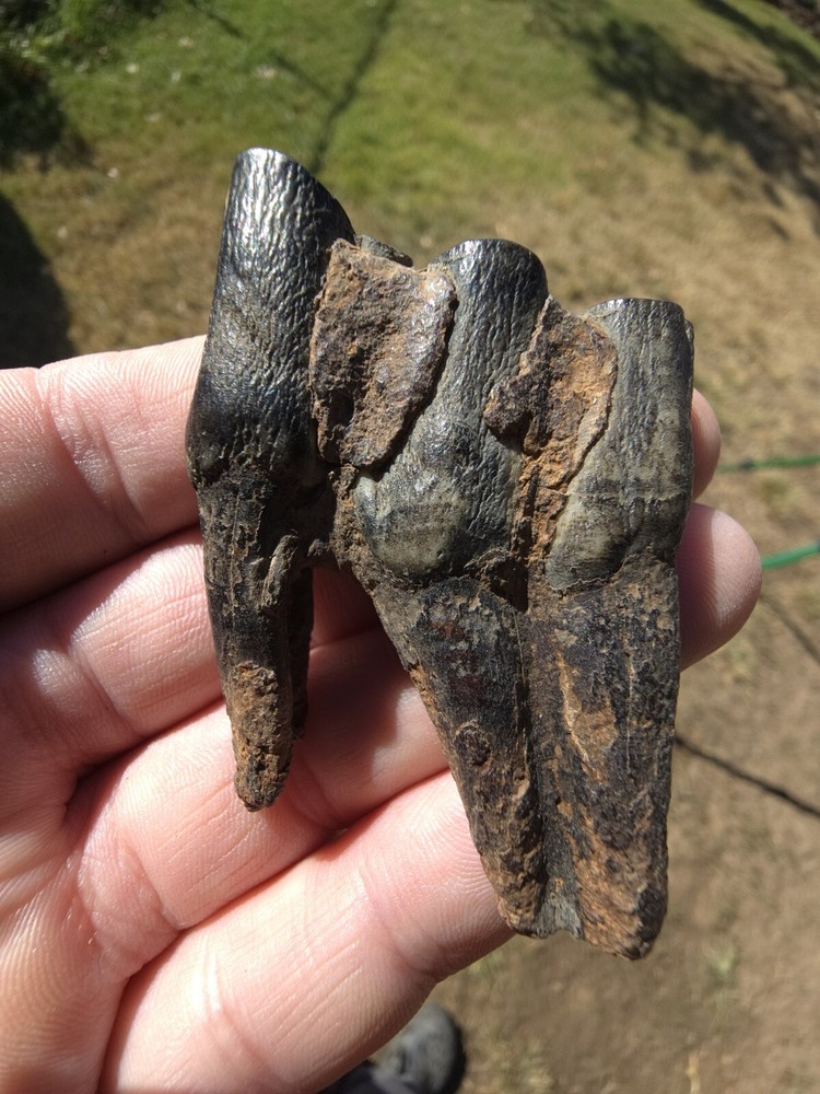 Fossil Bison Tooth