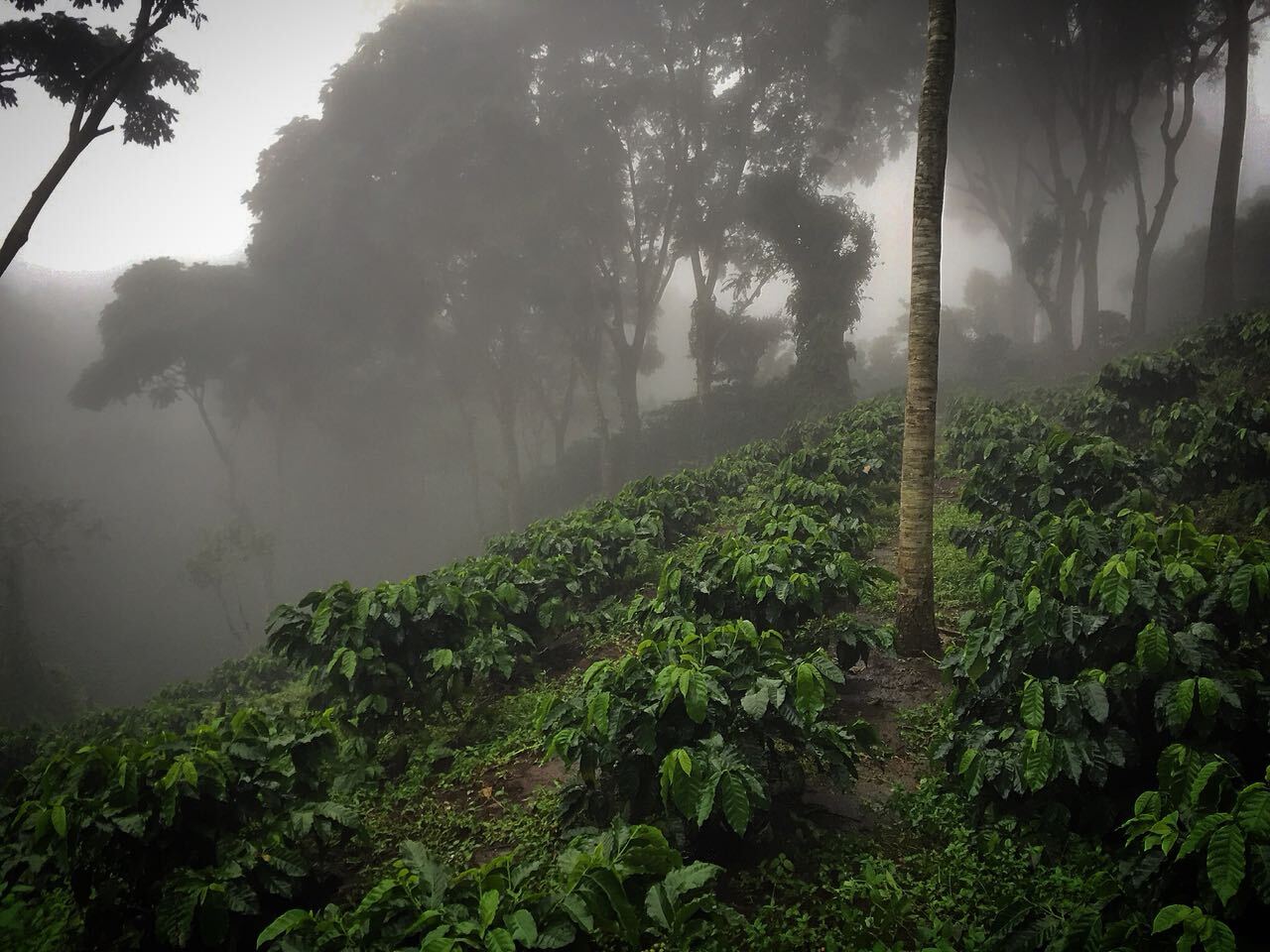 100% HAWAIIAN KONA COFFEE BEANS PEABERRY MEDIUM ROASTED 1 POUND BAG !